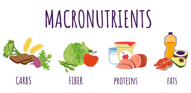 Food protein carbohydrate fiber nutrition macronutrients infographic concept. Vector graphic design