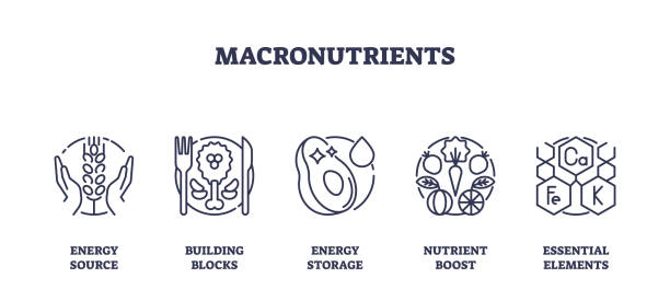 What Is The Macronutrients? - Macronutrients as essential elements for body outline icons collection set. Labeled elements with food energy source, building blocks, energy storage and healthy nutrient boost vector illustration.